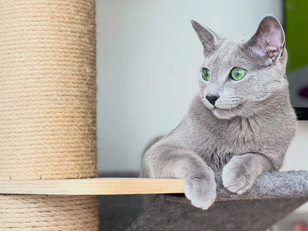 Russian Blue Kitten Window View California - Curious Russian Blue - Indoor Cat - Intelligent Breed